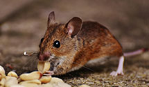 24 Hour & Emergency Exterminators in Bolton Landing, NY
